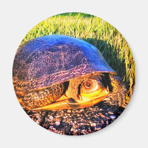 SCHILDKRÖTE-MAGNET MAGNET