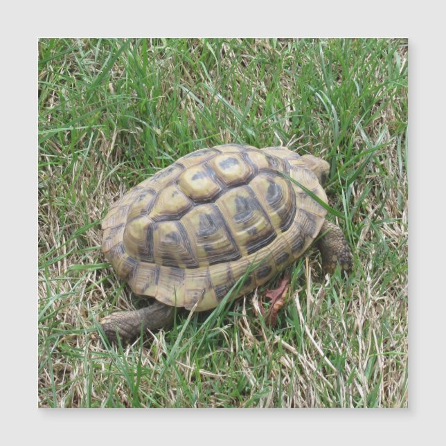 Schildkröte  magnetkarte (Vorderseite)