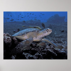 Schildkröte mit Hitchhiker Poster