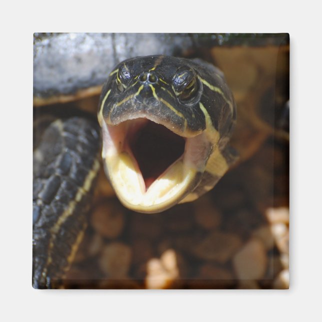 Schildkröte mit Mouth Open Magnet (Vorne)