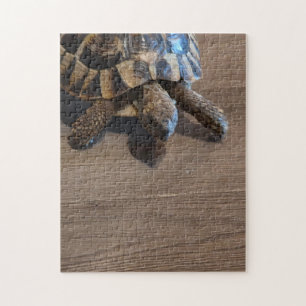 Schildkröte Nahaufnahme Puzzle