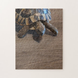 Schildkröte Nahaufnahme Puzzle