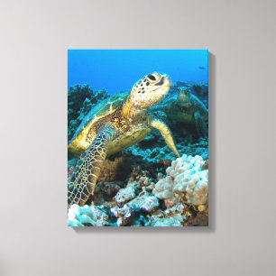 Schildkröte-Paare Leinwanddruck
