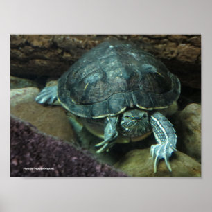 Schildkröte-Plakat Poster
