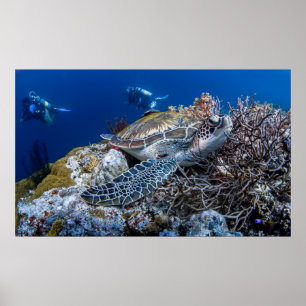 Schildkröte Poster