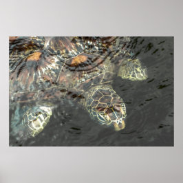 Schildkröte Poster