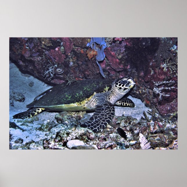 Schildkröte Poster (Vorne)