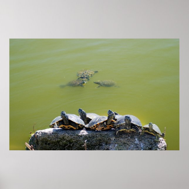 Schildkröte Poster (Vorne)