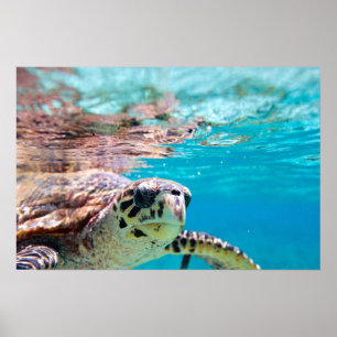 Schildkröte Poster