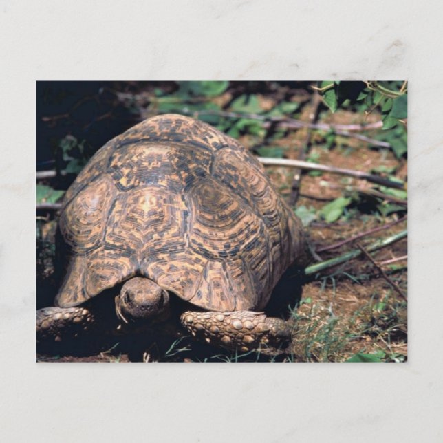 Schildkröte Postkarte (Vorderseite)