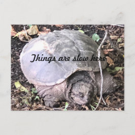 Schildkröte Postkarte