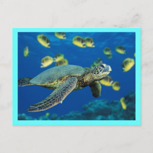 Schildkröte Postkarte