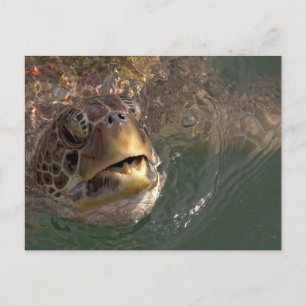 Schildkröte Postkarte