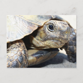 Schildkröte Postkarte