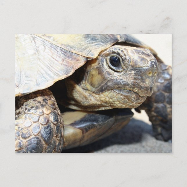 Schildkröte Postkarte (Vorderseite)