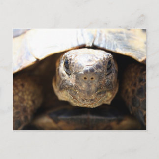Schildkröte Postkarte