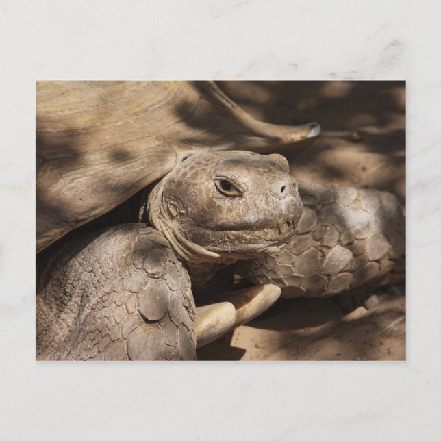 Schildkröte Postkarte (Vorderseite)