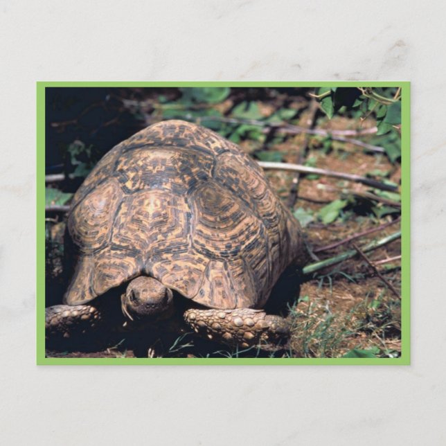Schildkröte Postkarte (Vorderseite)