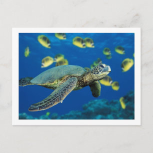 Schildkröte Postkarte