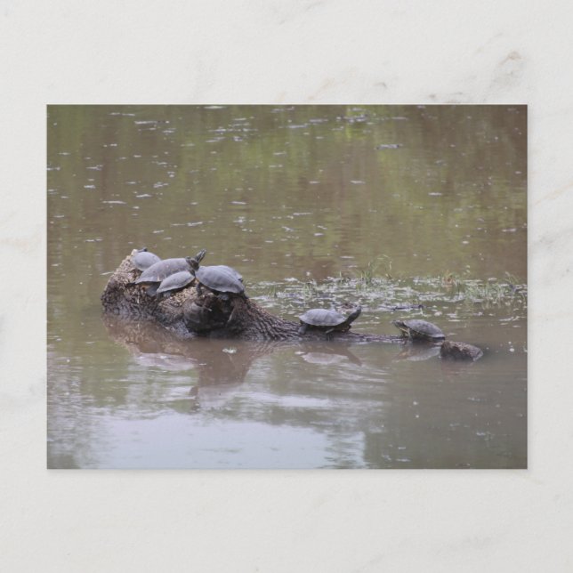 Schildkröte Postkarte (Vorderseite)