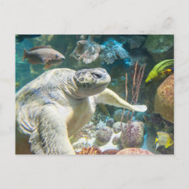 Schildkröte Postkarte