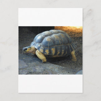Schildkröte Postkarte