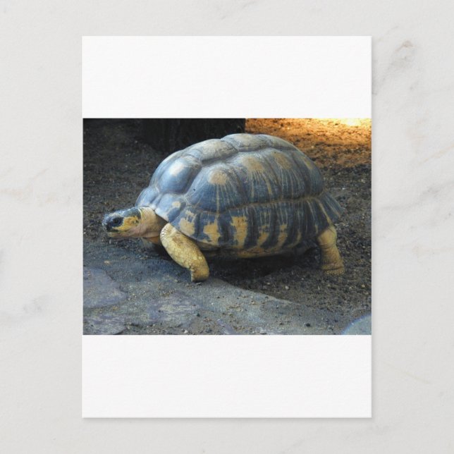 Schildkröte Postkarte (Vorderseite)