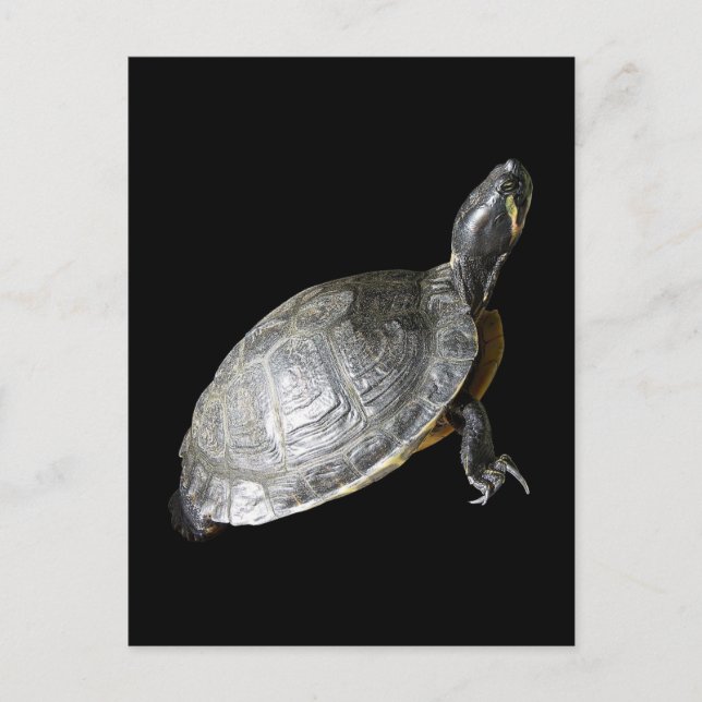 Schildkröte Postkarte (Vorderseite)