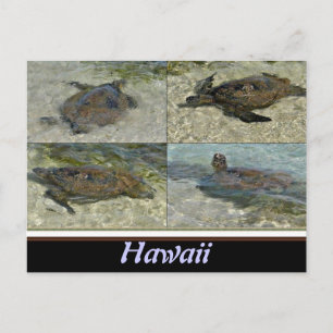 Schildkröte Postkarte