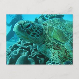 Schildkröte Postkarte