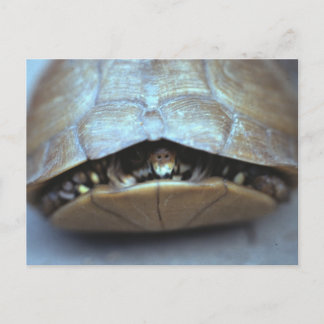 Schildkröte Postkarte - Vintages Foto