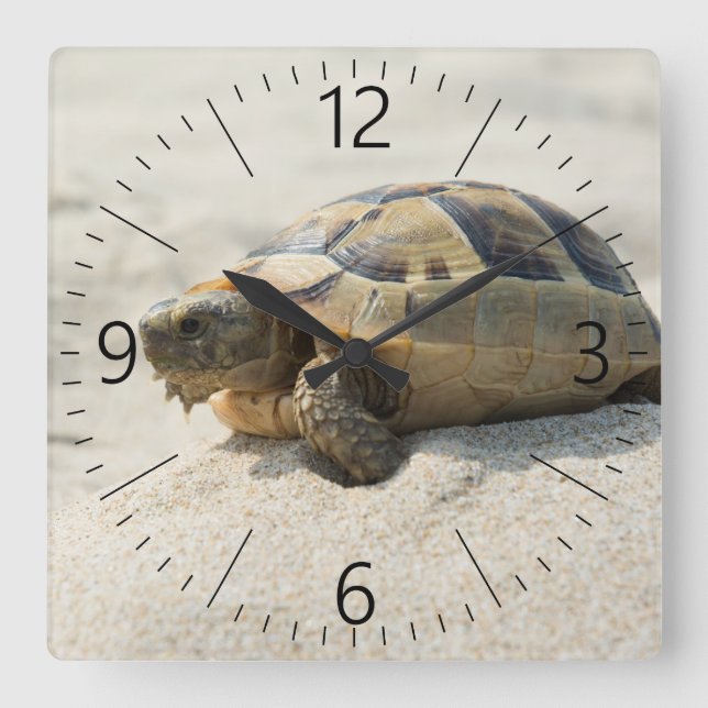 Schildkröte Quadratische Wanduhr (Vorderseite)