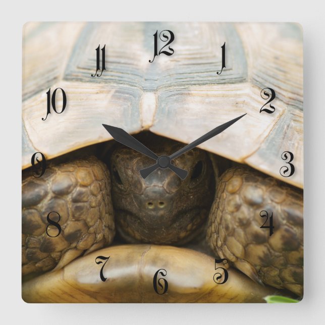Schildkröte Quadratische Wanduhr (Vorderseite)