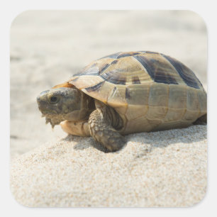 Schildkröte Quadratischer Aufkleber