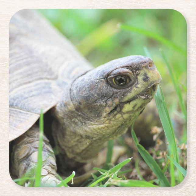 Schildkröte Rechteckiger Pappuntersetzer (Vorderseite)