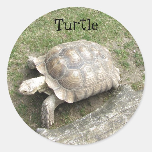 Schildkröte Runder Aufkleber (Vorderseite)