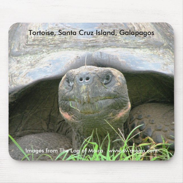 Schildkröte, Santa- Cruzinsel, Galapagos Mousepad (Vorne)