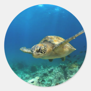 Schildkröte unter Wasser Runder Aufkleber