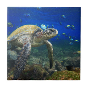 Schildkröte unter Wasser tropischer Pazifischer Oz Fliese