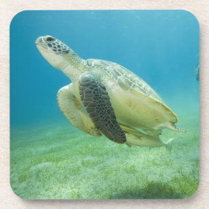 Schildkröte Untersetzer