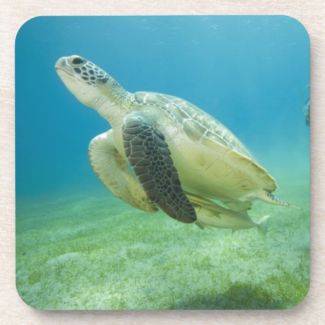 Schildkröte Untersetzer (Vorderseite)