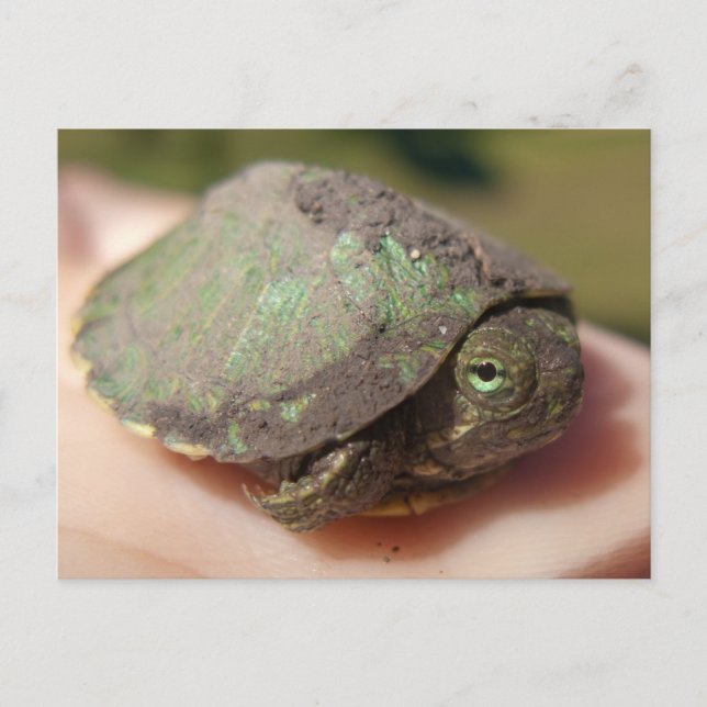 Schildkrötehatchlings-Postkarte Postkarte (Vorderseite)