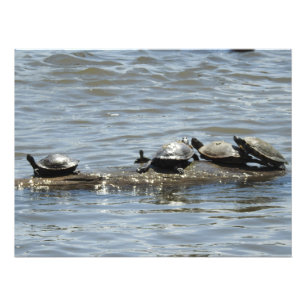 Schildkröten auf einem Rundgang auf dem Mississipp Fotodruck