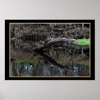 Schildkröten auf Santa Fe River 520 Poster