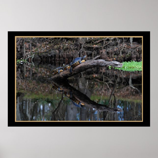Schildkröten auf Santa Fe River 520 Poster (Vorne)