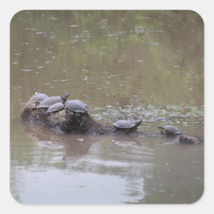 Schildkröten-Aufkleber Quadratischer Aufkleber