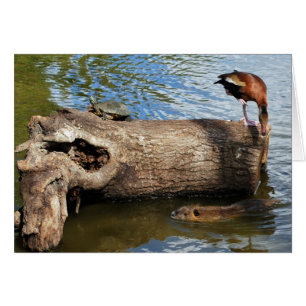 Schildkröten, Enten und Nutria