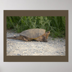 Schildkröten-Foto-Poster Poster