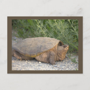 Schildkröten-Foto-Postkarte Postkarte