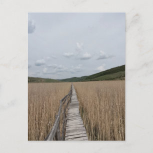 Schildkröten in einem Sumpf in Rumänien Postkarte